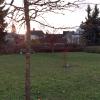 Baumpflanzen  (3)
