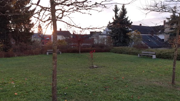 Baumpflanzen  (3)